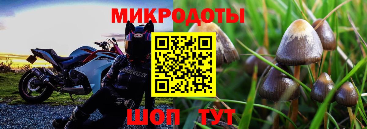 Галлюциногенные грибы Psilocybe Конаково